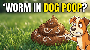 Worm in dog poop